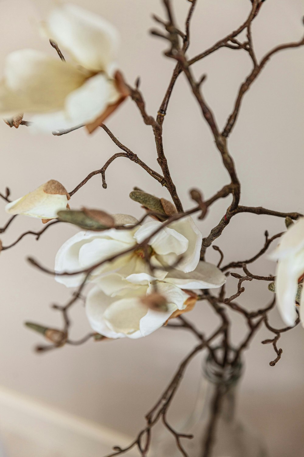 white petaled flowers