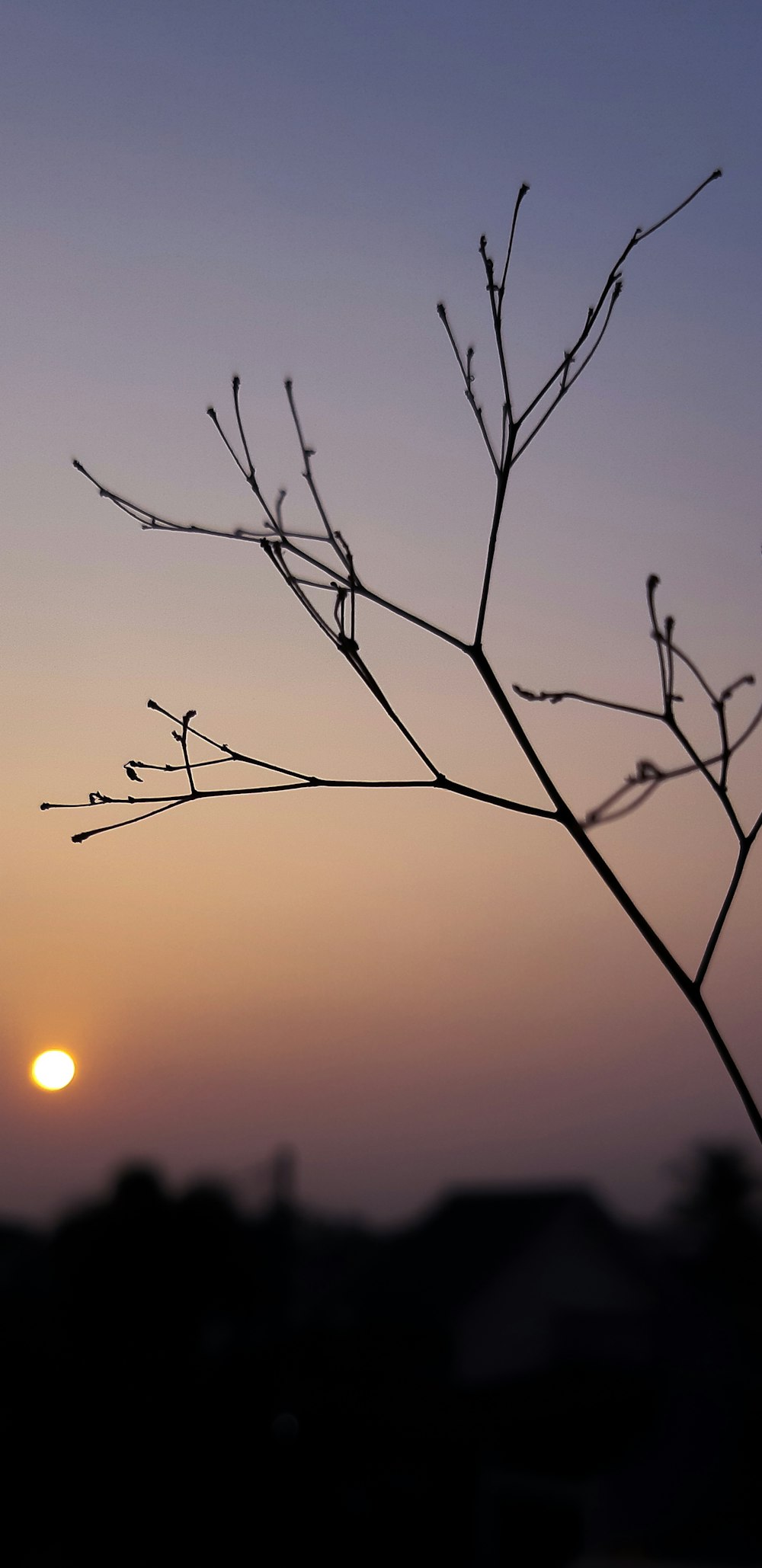 leafless branch