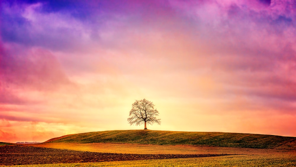 silhouette of tree on green field