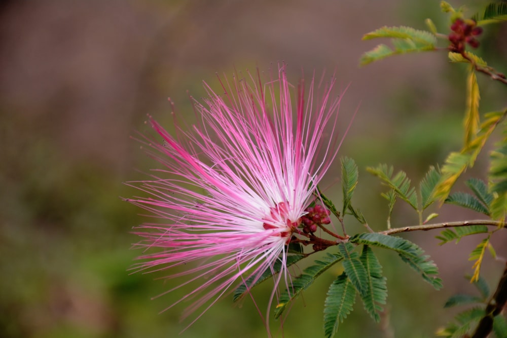 pink petaled flower