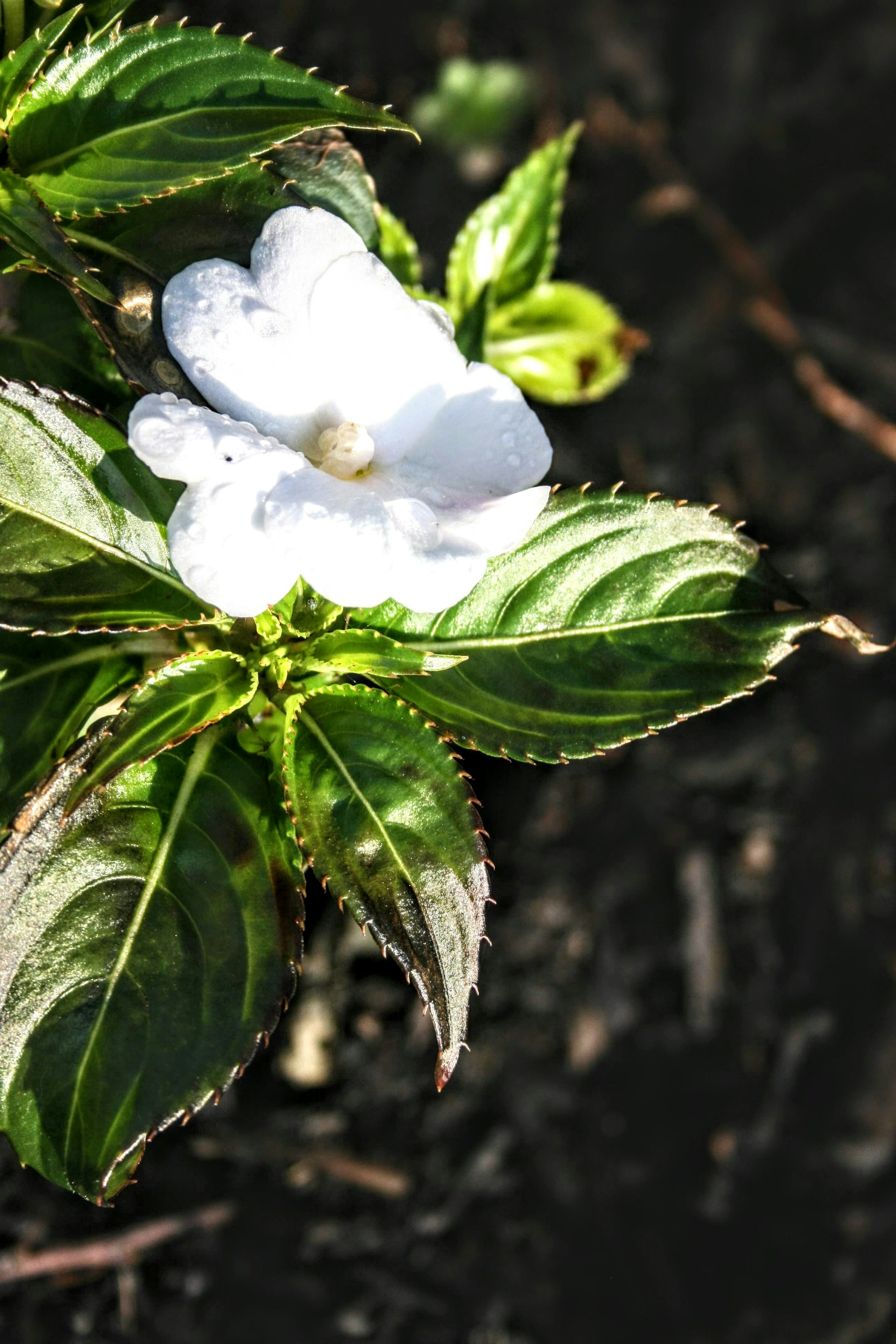 A close-up vertical shot of a blooming flower with dewdrops in the morning light.