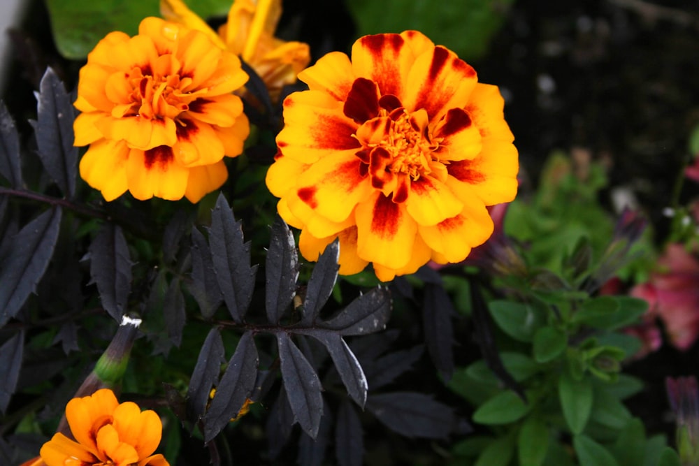 two yellow petaled flowers