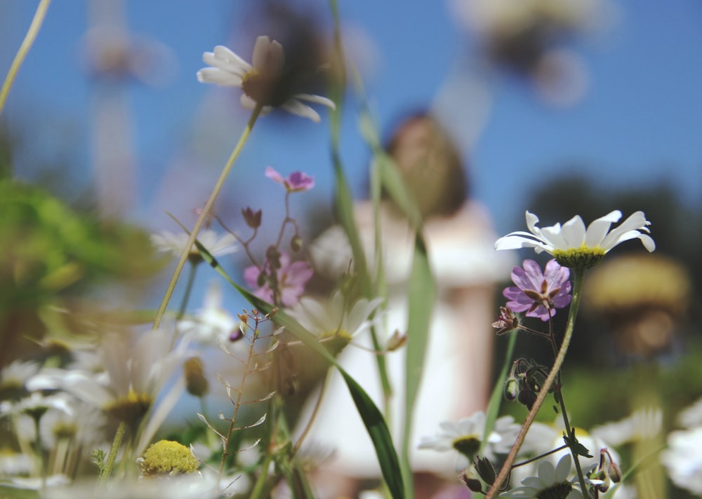 purple and white flowers