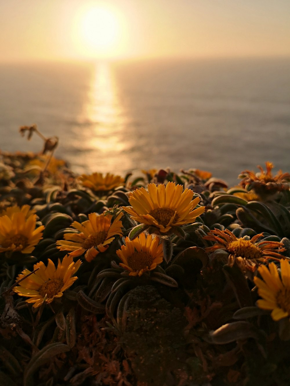 yellow petaled flower field