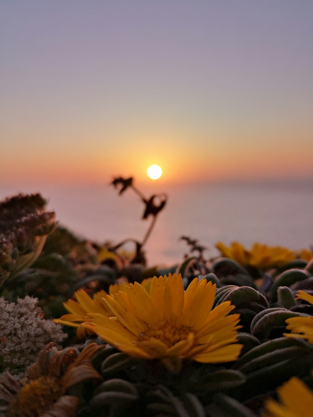 yellow petaled flower