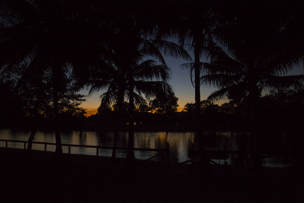 silhouette photography of palm trees