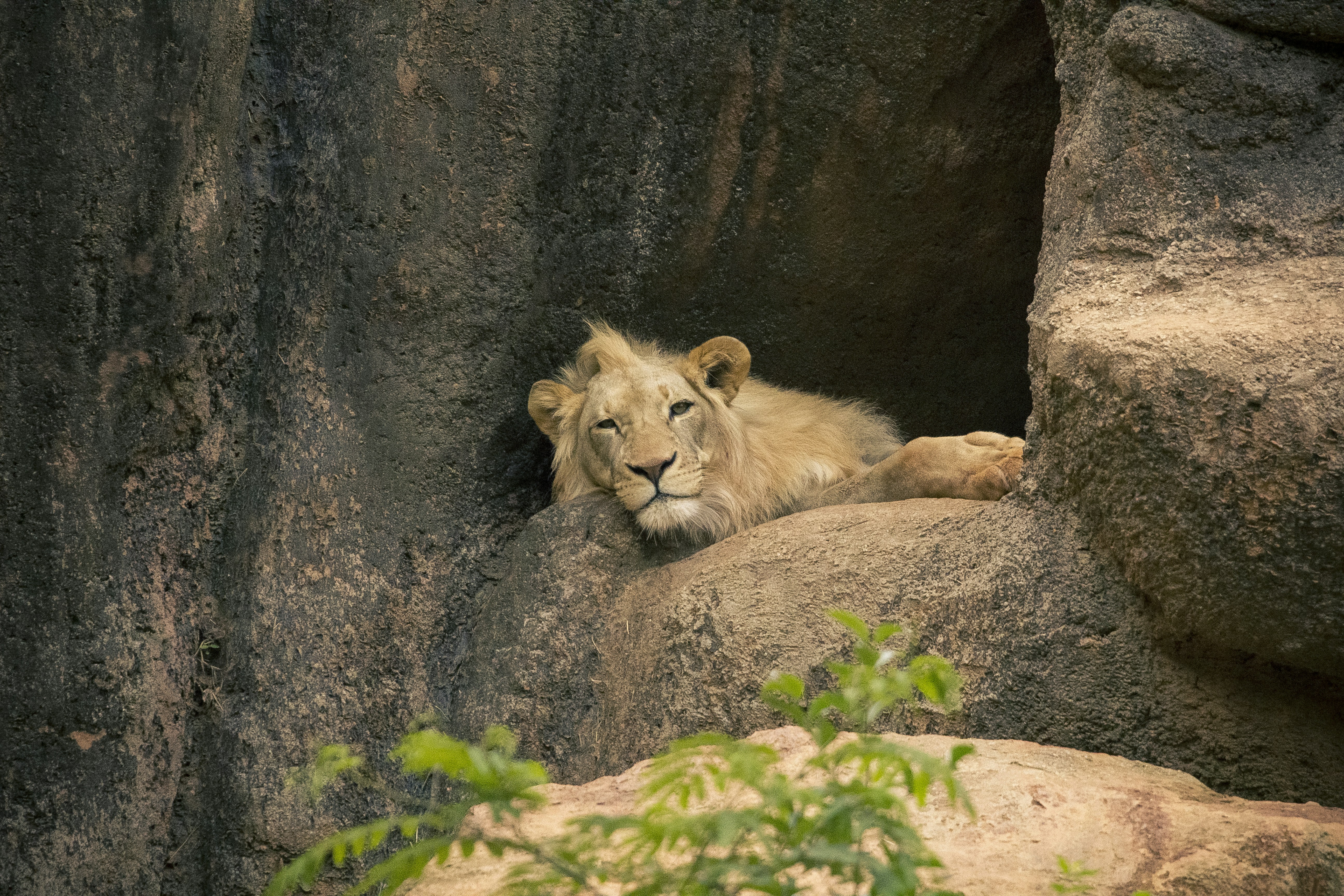 ブラウンライオン