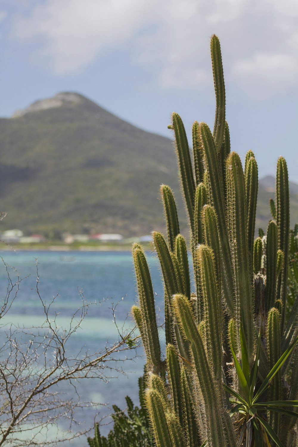 green cactus plant