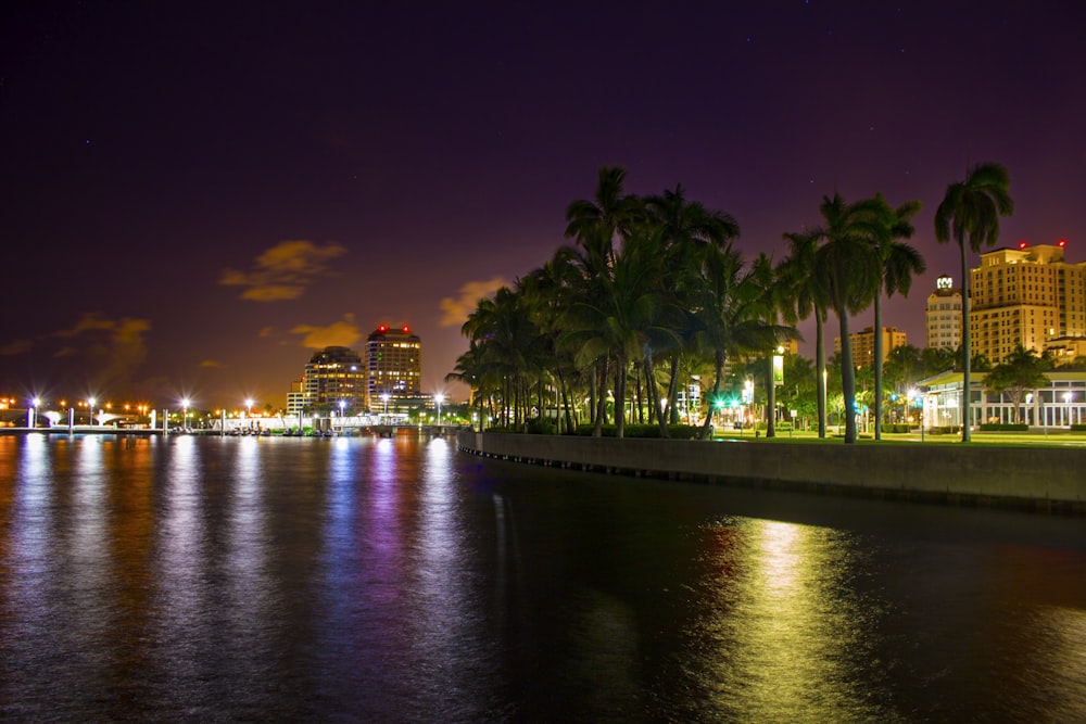 coconut trees near body of water