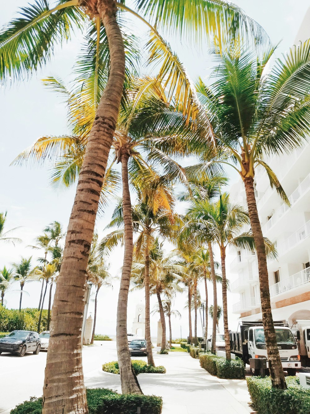 green coconut palm trees