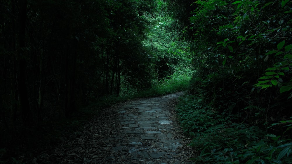 gray road beside trees