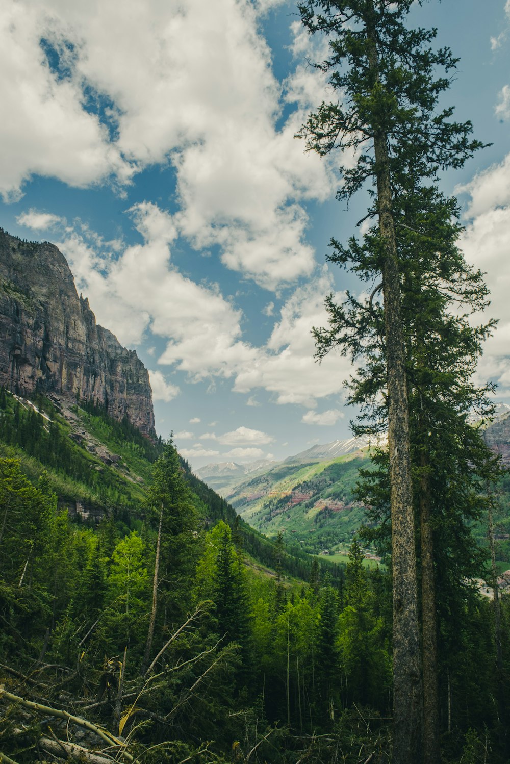 albero a foglia verde accanto alla montagna