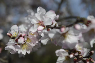 Detailed shot of almond blossoms with scientific instruments in the background.