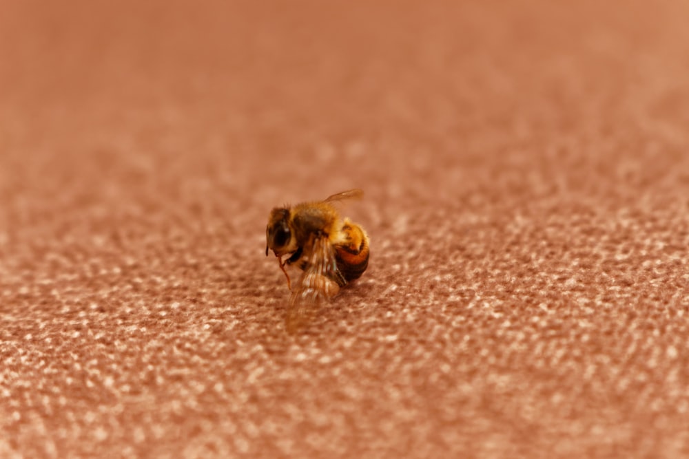 shallow focus photo of yellow bee