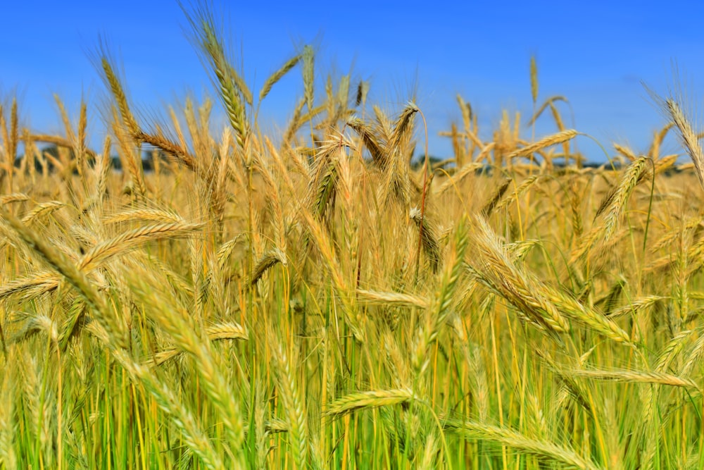 green grass field during daytime