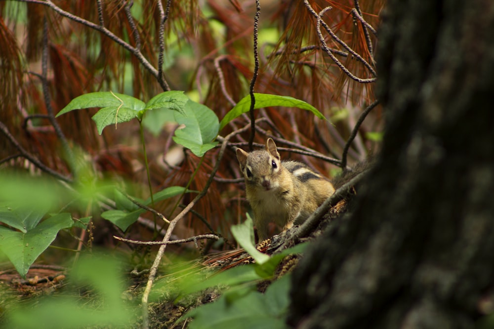 shallow focus photo of brown squirrel