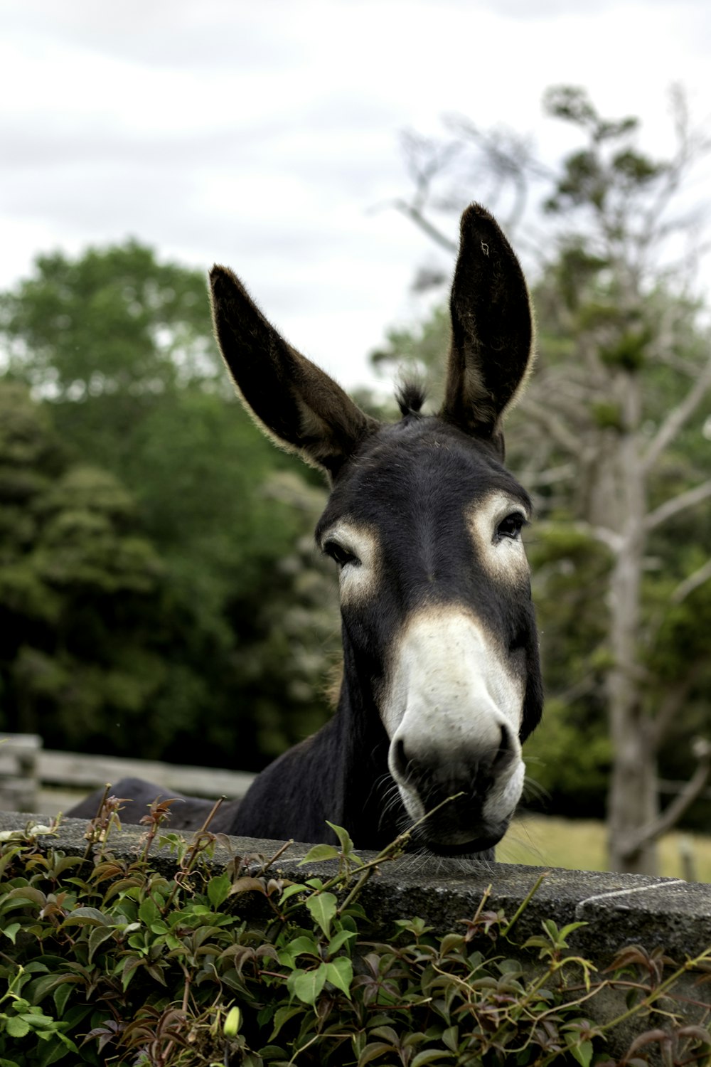 Cavallo marrone