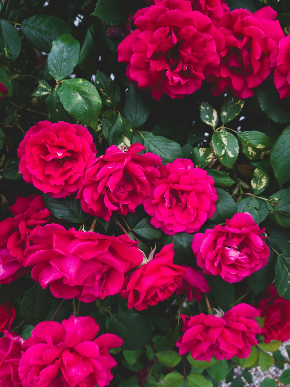 pink flowering plant