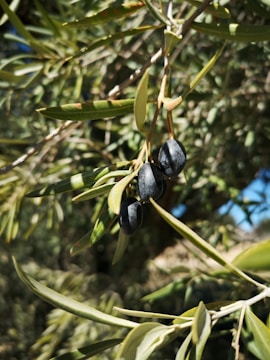 Close-up of three black olives hanging from a branch surrounded by elongated green leaves. The background consists of more branches and leaves, creating a natural and organic setting.