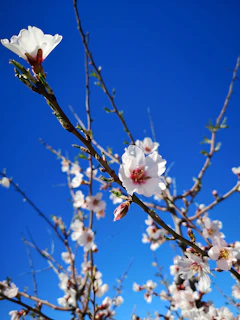 cherry blossom tree under blue sky