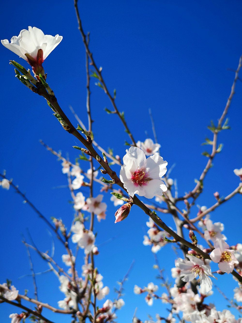 cerezo en flor bajo el cielo azul