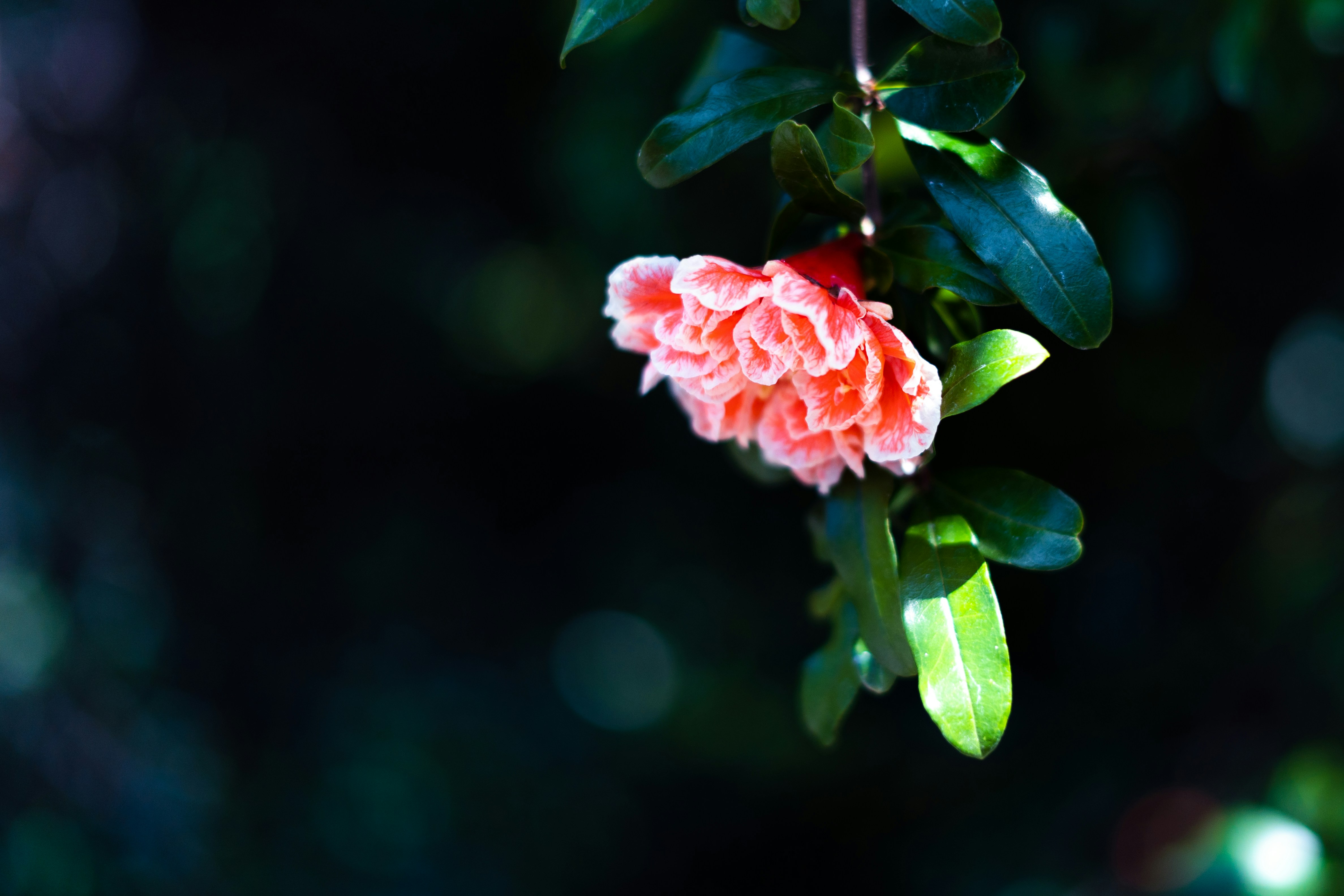 Photo by timmehlhorn