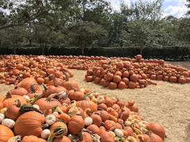 A large outdoor area filled with numerous pumpkins of various sizes and colors, arranged in piles on a bed of straw. The background features green trees and a clear sky, creating a serene, autumnal atmosphere.
