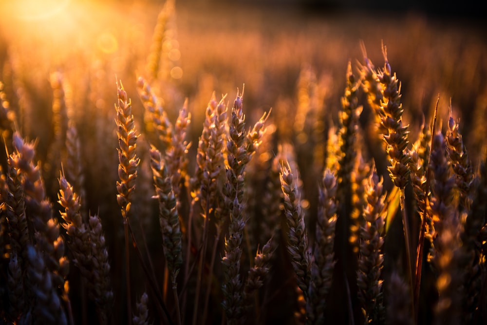 selective focus photography of wheat