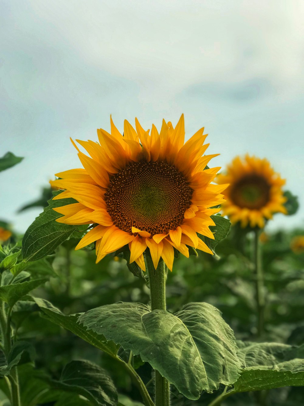 yellow sunflowers