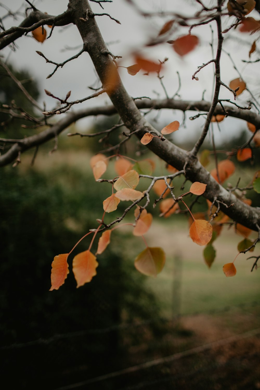 shallow focus photo of brown leaves