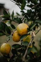 Close-up of ripe lemons hanging from lush green branches.