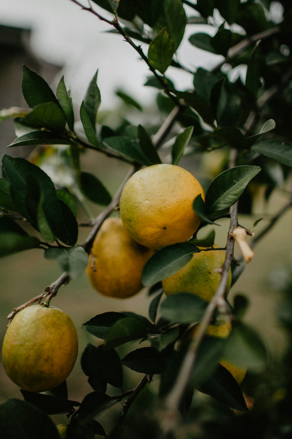 yellow fruits