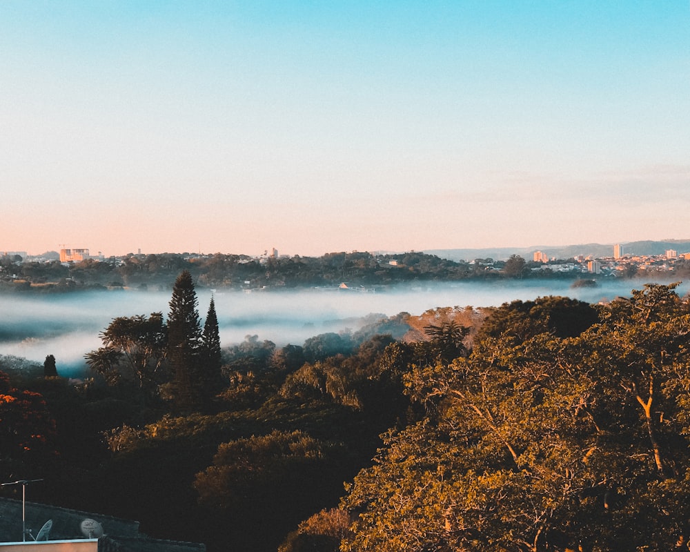 fogs covering trees