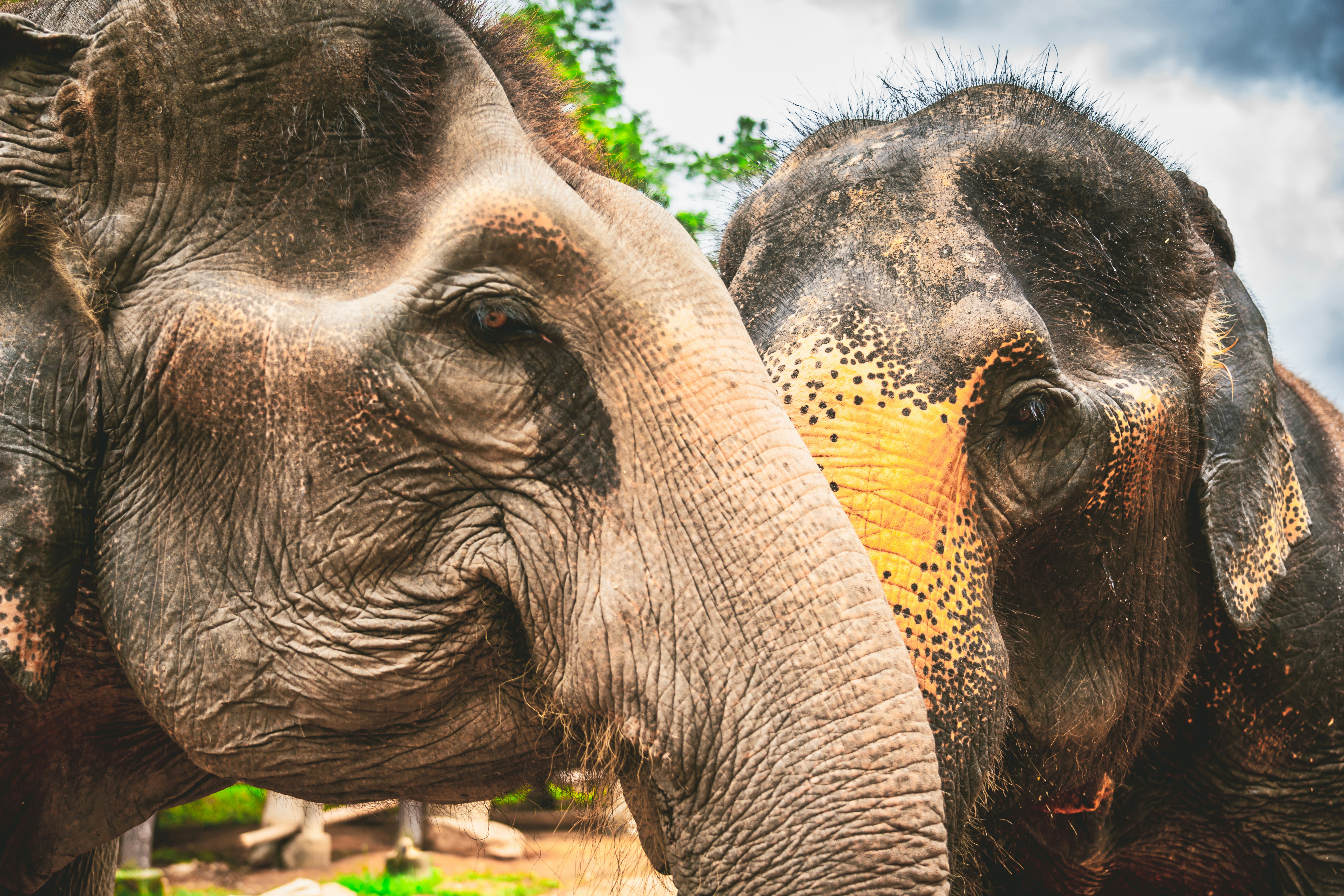Two brown and gray elephants photo Free Thailand Image on Unsplash