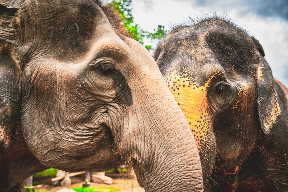 two brown and gray elephants