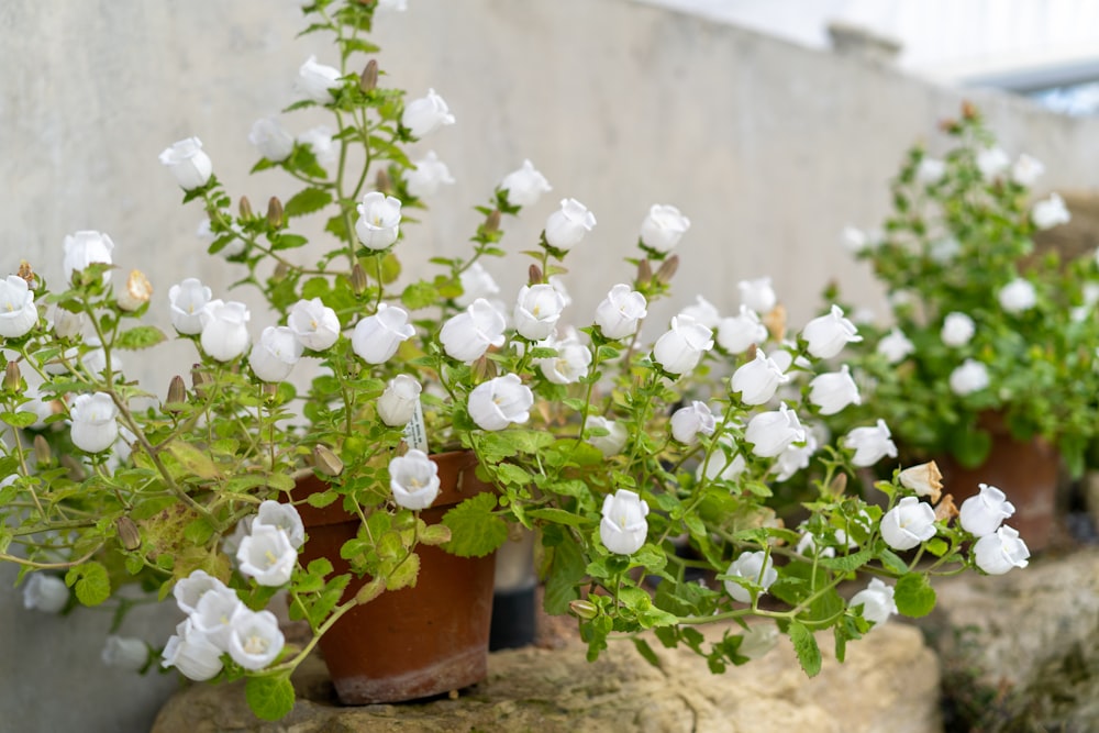 white-petaled flowers in pot