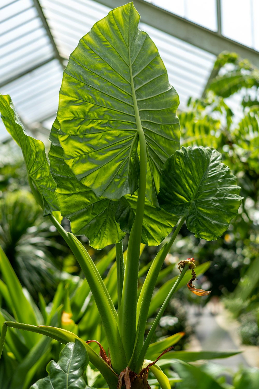 closeup photography of green taro plant