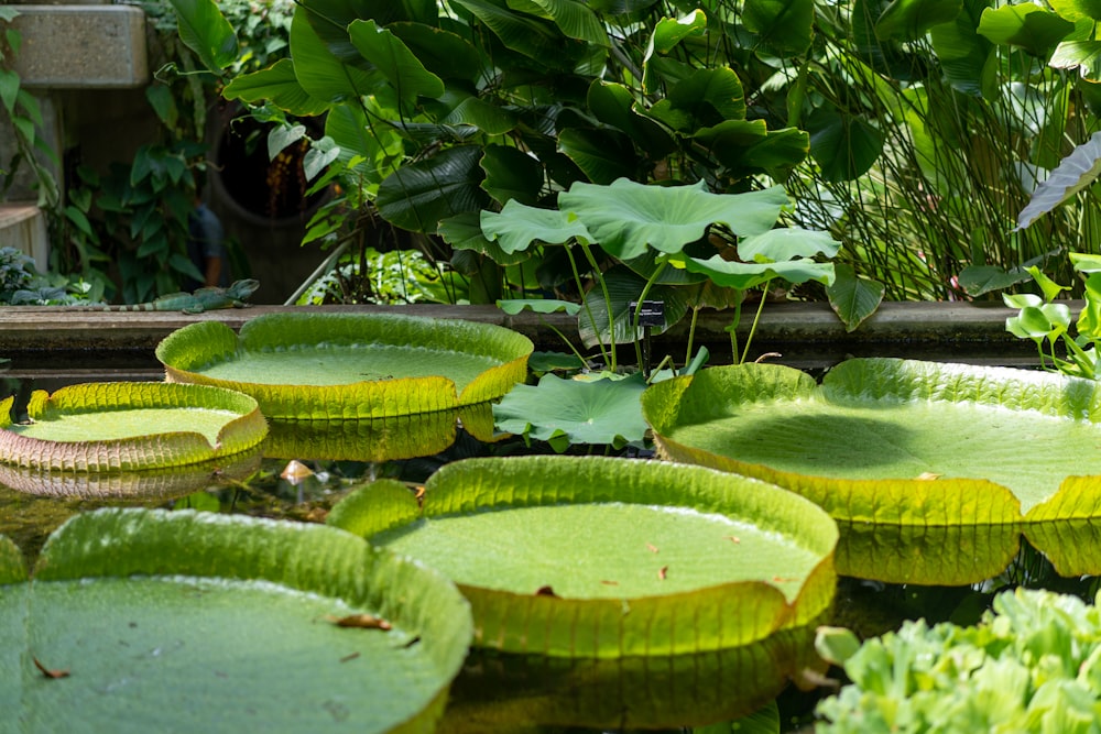 water plants near plants