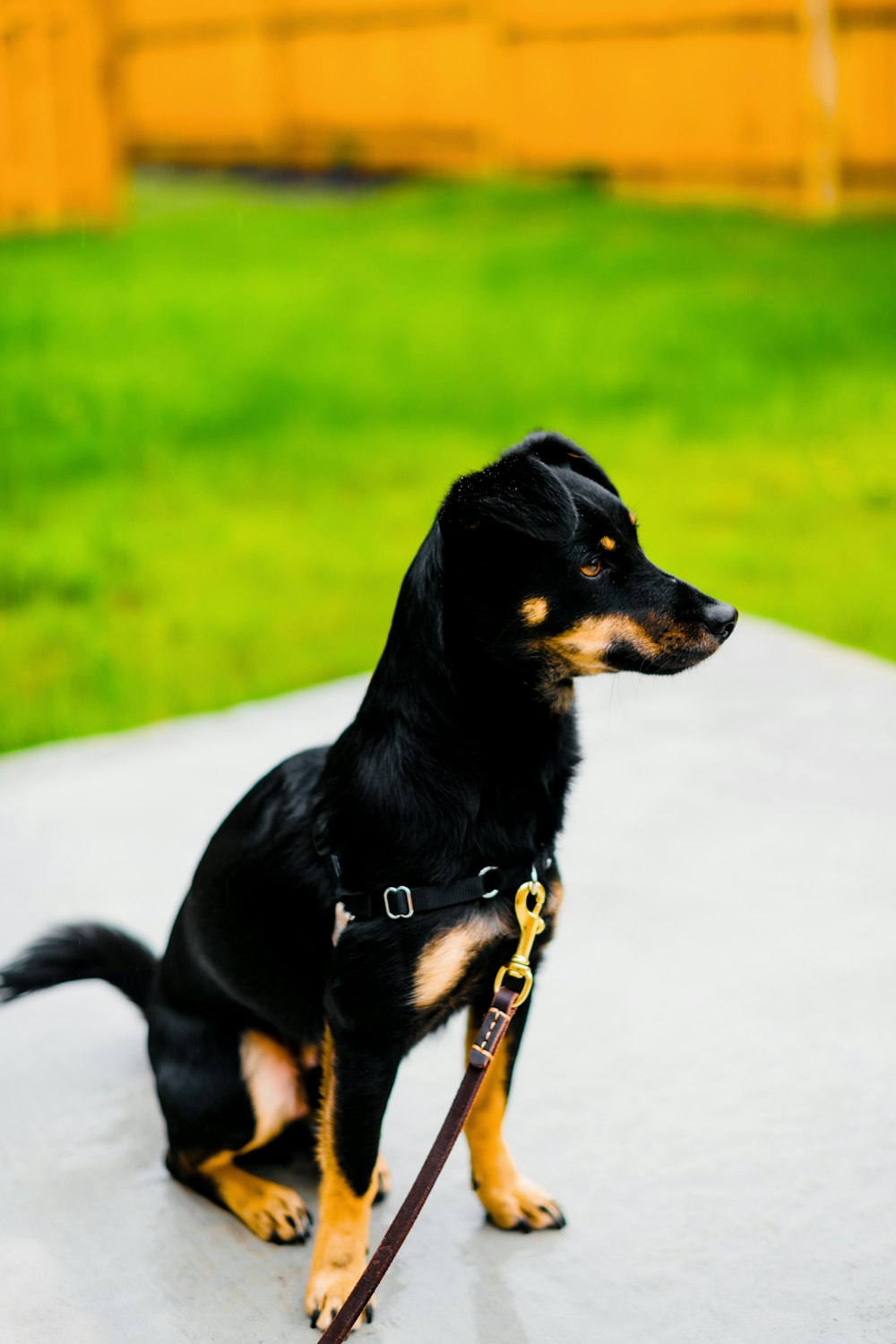 shallow focus photo of short-coated black and brown dog