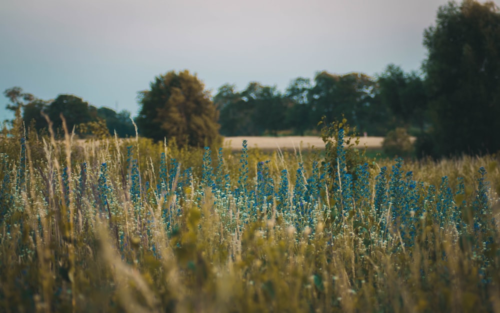 blue-petaled flower on open field during daytime