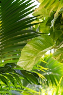 Close-up of tropical leaves with subtle sunlight filtering through, evoking a calm jungle atmosphere.