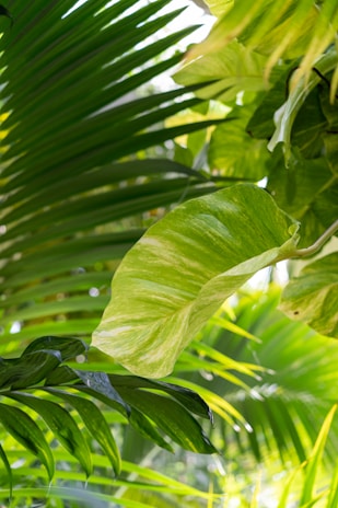 Close-up of tropical leaves with subtle sunlight filtering through, evoking a calm jungle atmosphere.