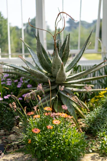 Aloe vera plants thriving in a sunlit garden