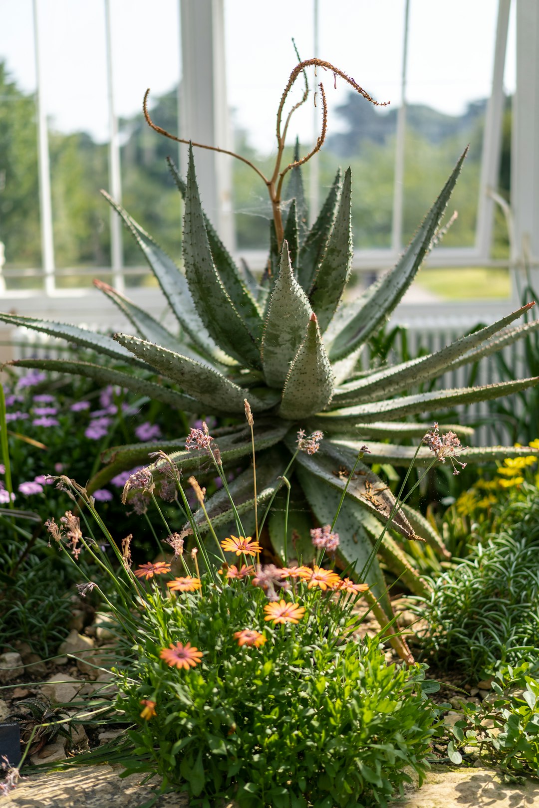 green-leafed plant