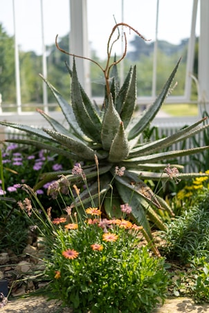 An aloe plant with pointed, succulent leaves is centrally positioned, surrounded by various flowering plants such as daisies and wildflowers. The scene is set in a sunlit greenhouse with large windows, revealing a lush green garden outside.