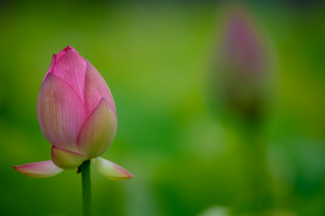 selective focus photography of pink-petaled flower