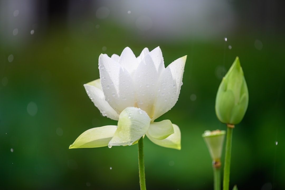 selective focus photography of white lotus flower during daytime