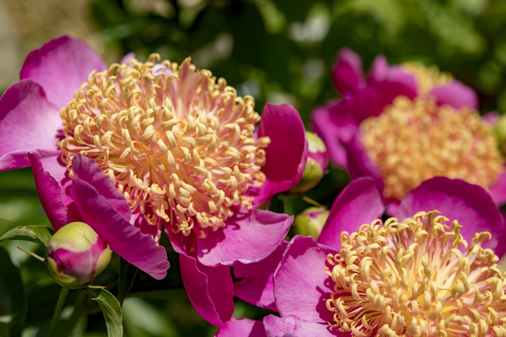 pink petaled flower close-up photography