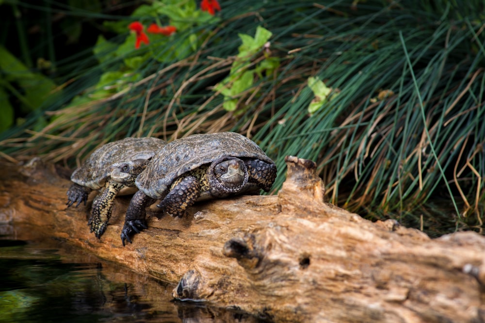 shallow focus photo of two brown turtles