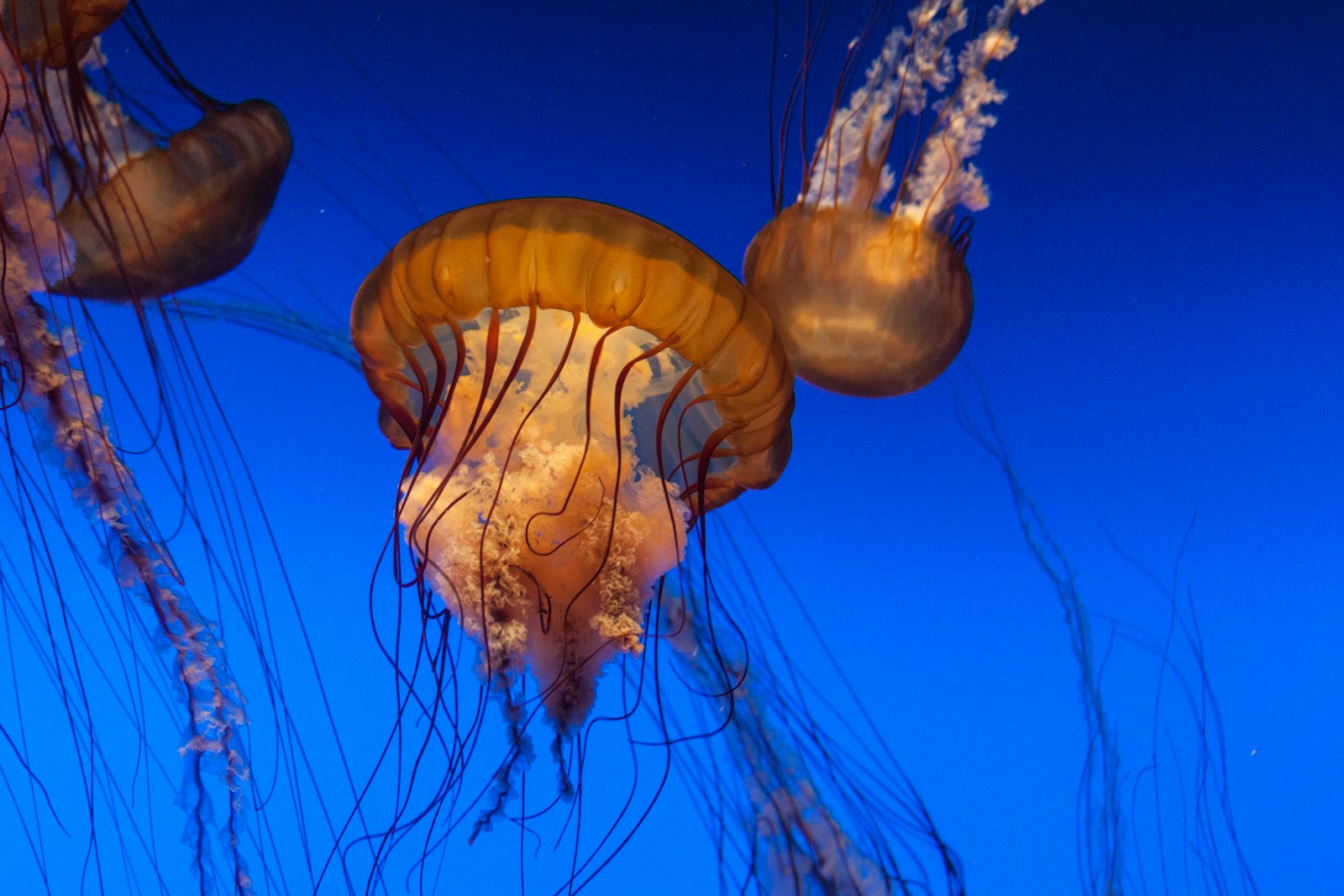 Canon EOS 50D + Canon EF 28-135mm F3.5-5.6 IS USM sample photo. Jellyfishes underwater photography